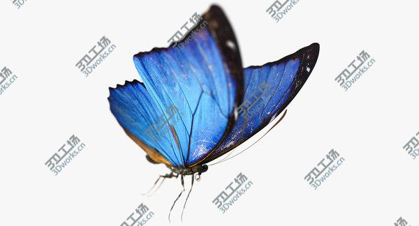 images/goods_img/20210312/3D Blue Morpho Butterfly model/4.jpg